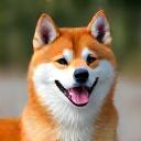 A happy Shiba Inu named Kenji sitting proudly.